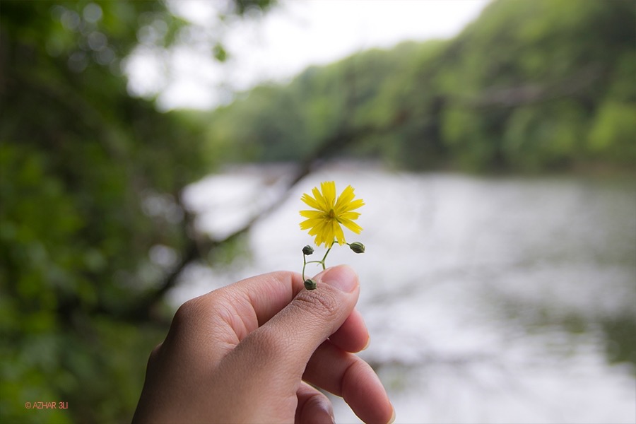 My Little Flower